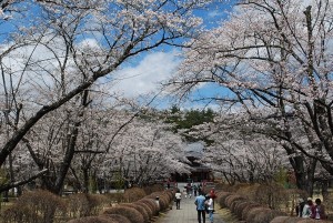 H25.05.02sakura