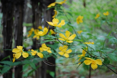 山野草「ヤマブキ」